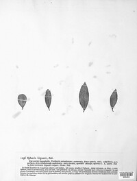 Mycosphaerella ligustri image